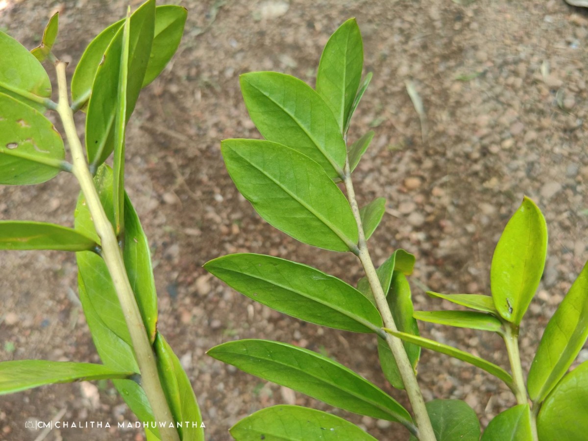 Zamioculcas zamiifolia (G.Lodd.) Engl.